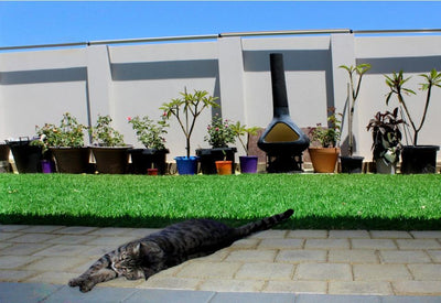 Descubra los secretos de un jardín a prueba de gatos: mantenga a su felino seguro con las soluciones innovadoras de Oscillot 