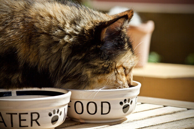 When should a kitten shop switch to cat food