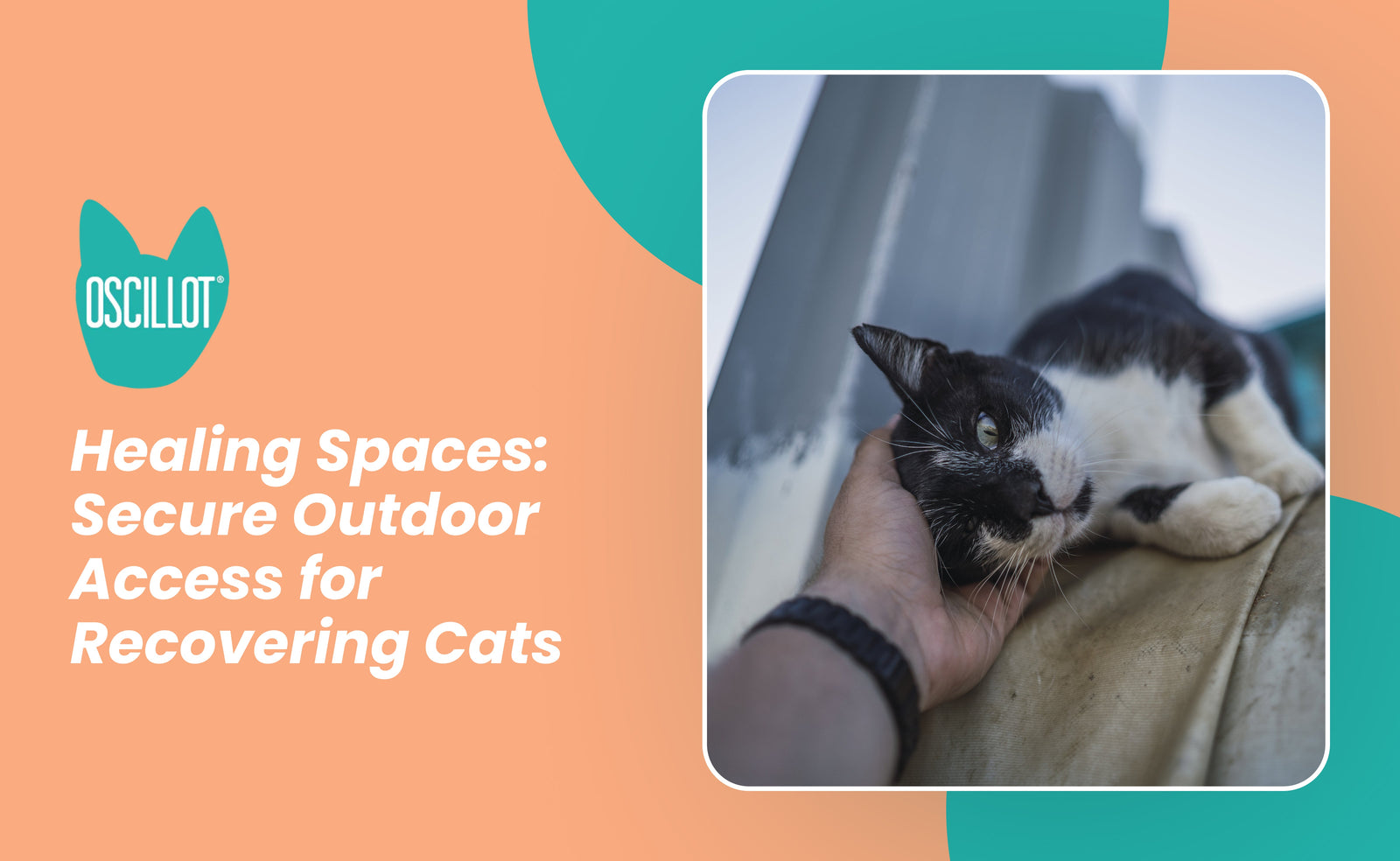 Healing Spaces: Secure Outdoor Access for Recovering Cats – Cat