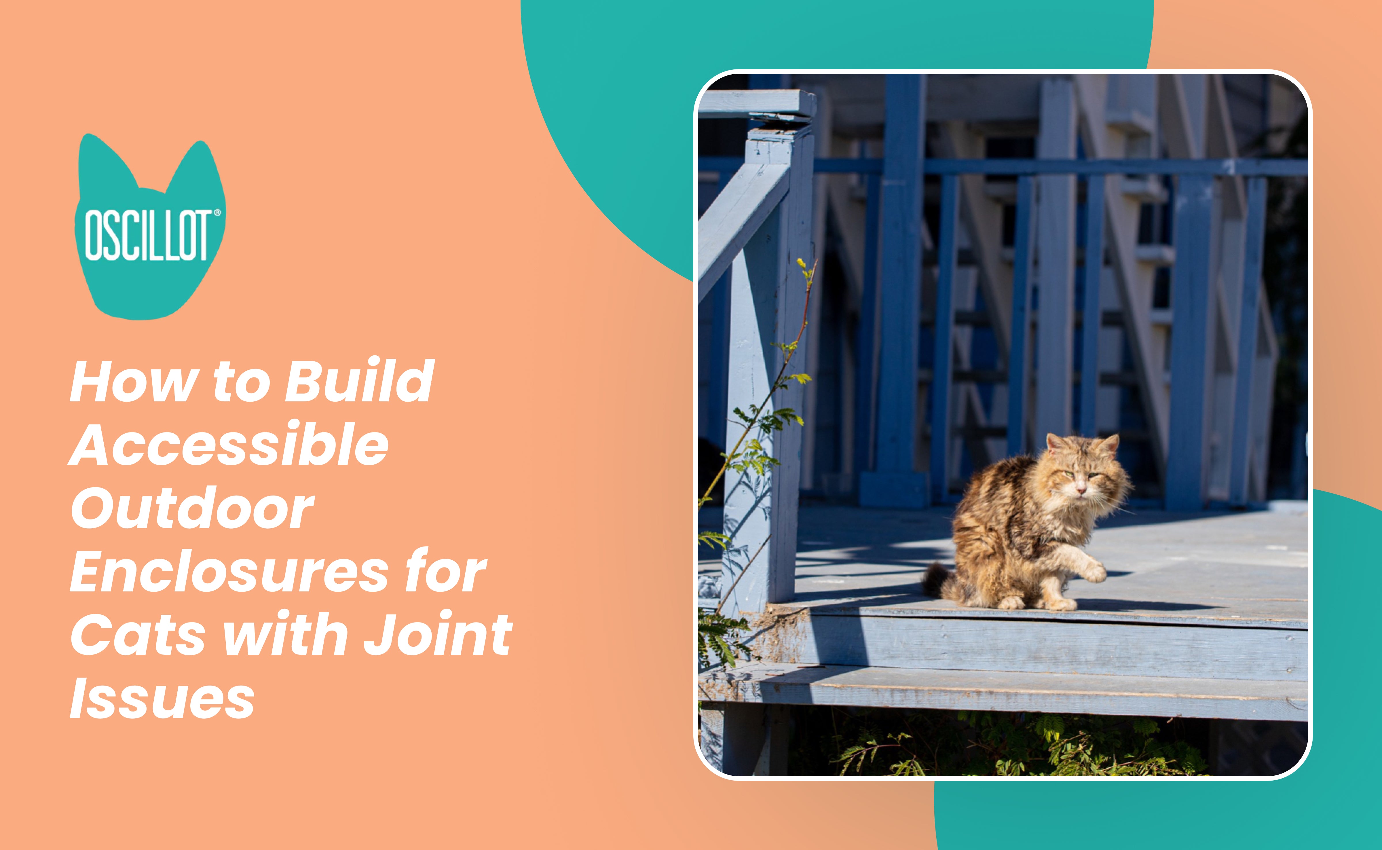 How to Build Accessible Outdoor Enclosures for Cats with Joint
