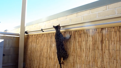 4 soluciones de vallas Cat para su patio trasero