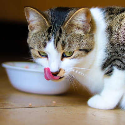 ¿Por qué mi gato no come? 5 razones