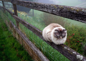 Benefits of Oscillot for Cats with Sensory Challenges