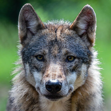 Cat fence in extreme weather conditions