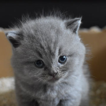Cat using litter box