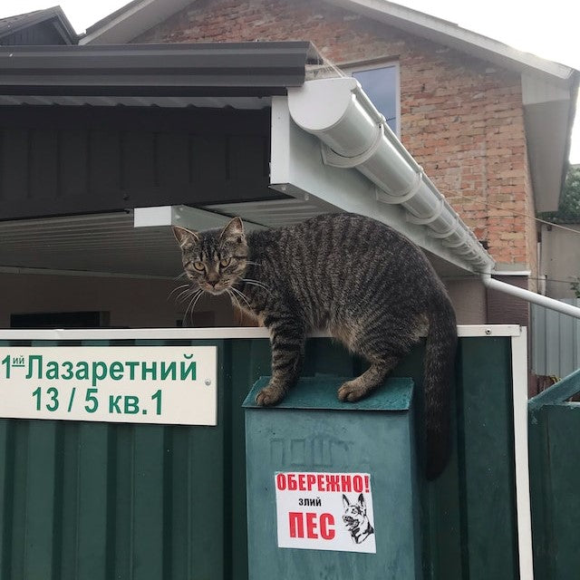 Cat near fence