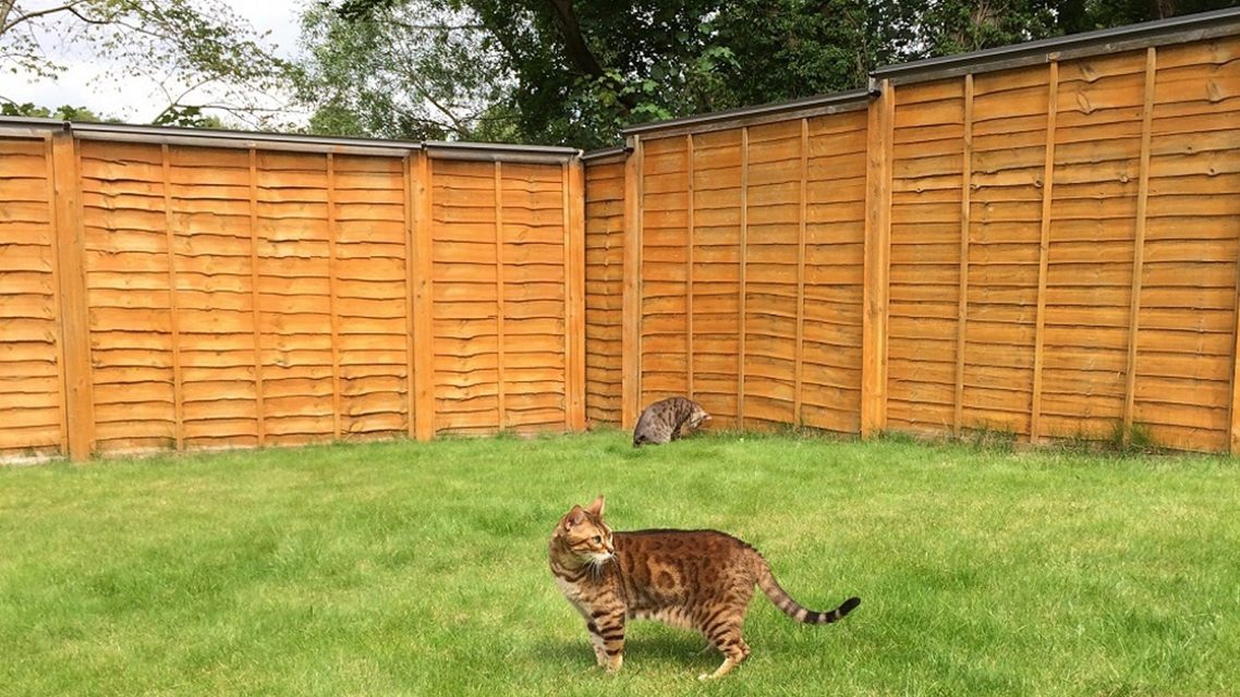 cat proof fence kit Oscillot America for cat-proofing backyard. 
