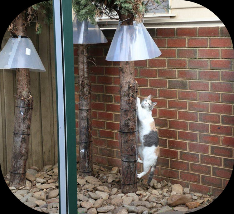 Cat-Proof Tree Guard