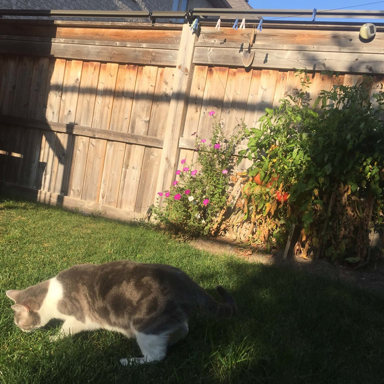 Safe outdoor zone for cats with Oscillot fence system