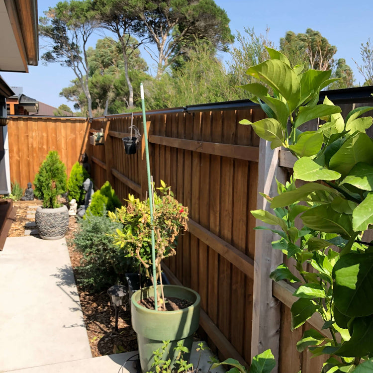 Cat enjoying secure outdoor space