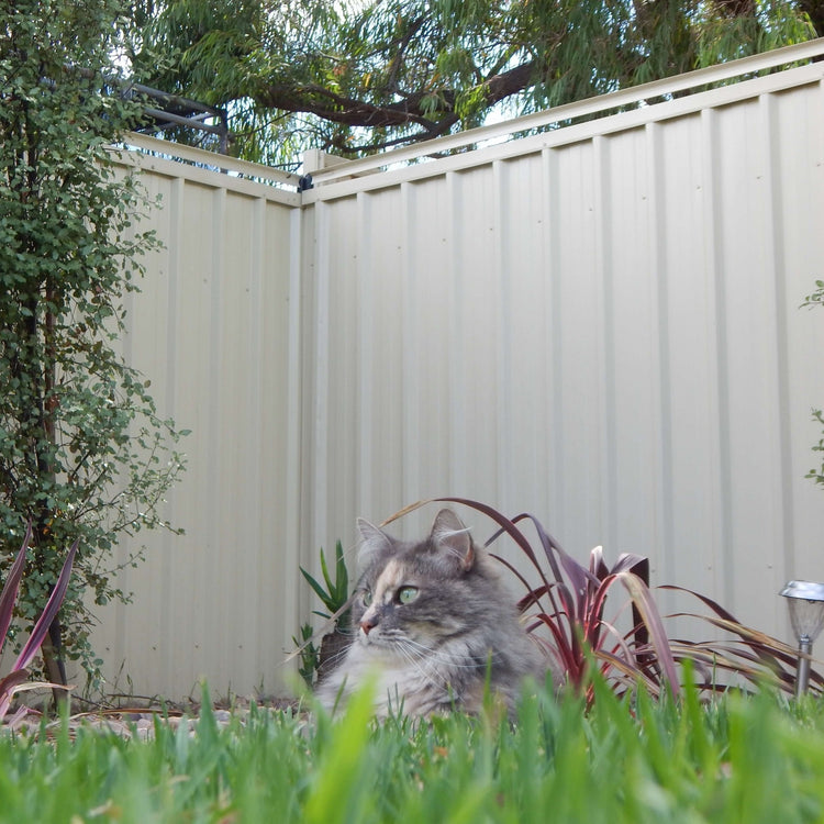Metal and chain link cat fence installations Cat Proof Fence Rollers Oscillot North America