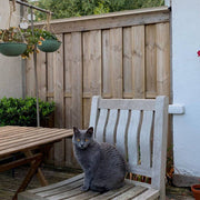 Image 19 Cat-proofed fence in U.S. yard